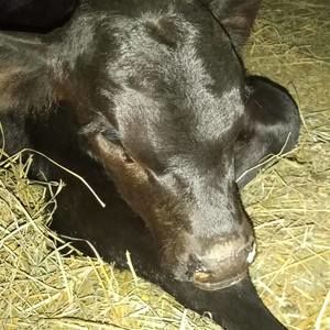 Meet your Posher, Jasmin